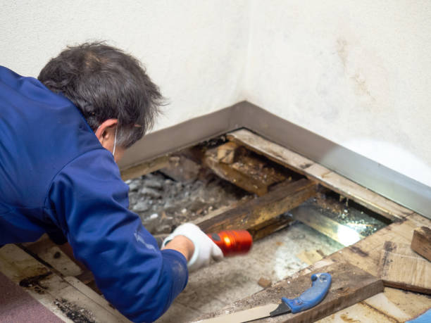 Best Localized Mold Remediation (e.g., coastal areas, humid climates) in Frederickson, WA