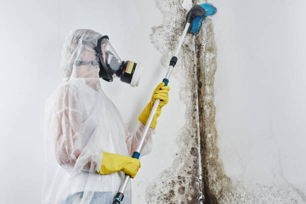 Best Preventive Mold Services in Frederickson, WA