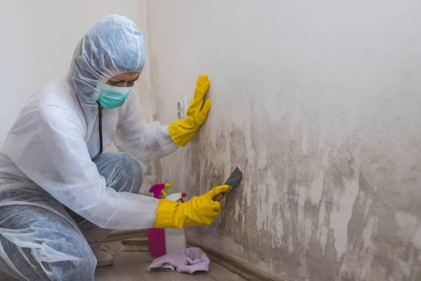 Best Localized Mold Remediation (e.g., coastal areas, humid climates) in Frederickson, WA