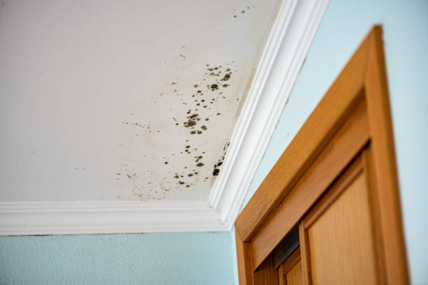 Best Emergency Mold Remediation in Frederickson, WA