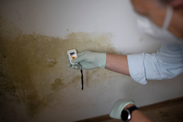 Best Residential Mold Remediation in Frederickson, WA