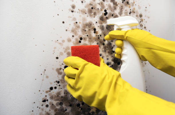 Best Commercial Mold Remediation in Frederickson, WA