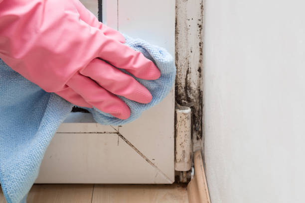 Best White Mold Remediation in Frederickson, WA